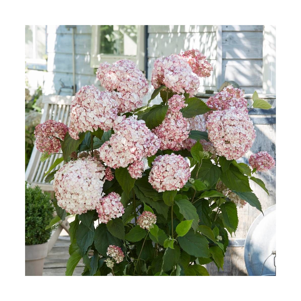 Hortensia de Virginie Candybelle® Bubblegum 'GRHYAR1407', Hortensia arborescens