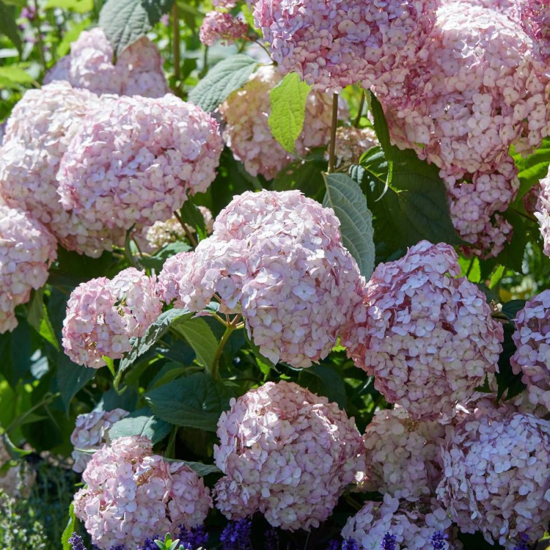 Hortensia de Virginie Candybelle® Bubblegum 'GRHYAR1407', Hortensia arborescens