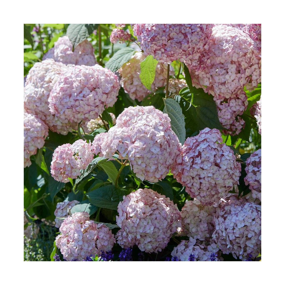 Hortensia de Virginie Candybelle® Bubblegum 'GRHYAR1407', Hortensia arborescens