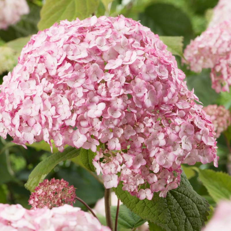 Hortensia de Virginie Candybelle® Bubblegum 'GRHYAR1407', Hortensia arborescens
