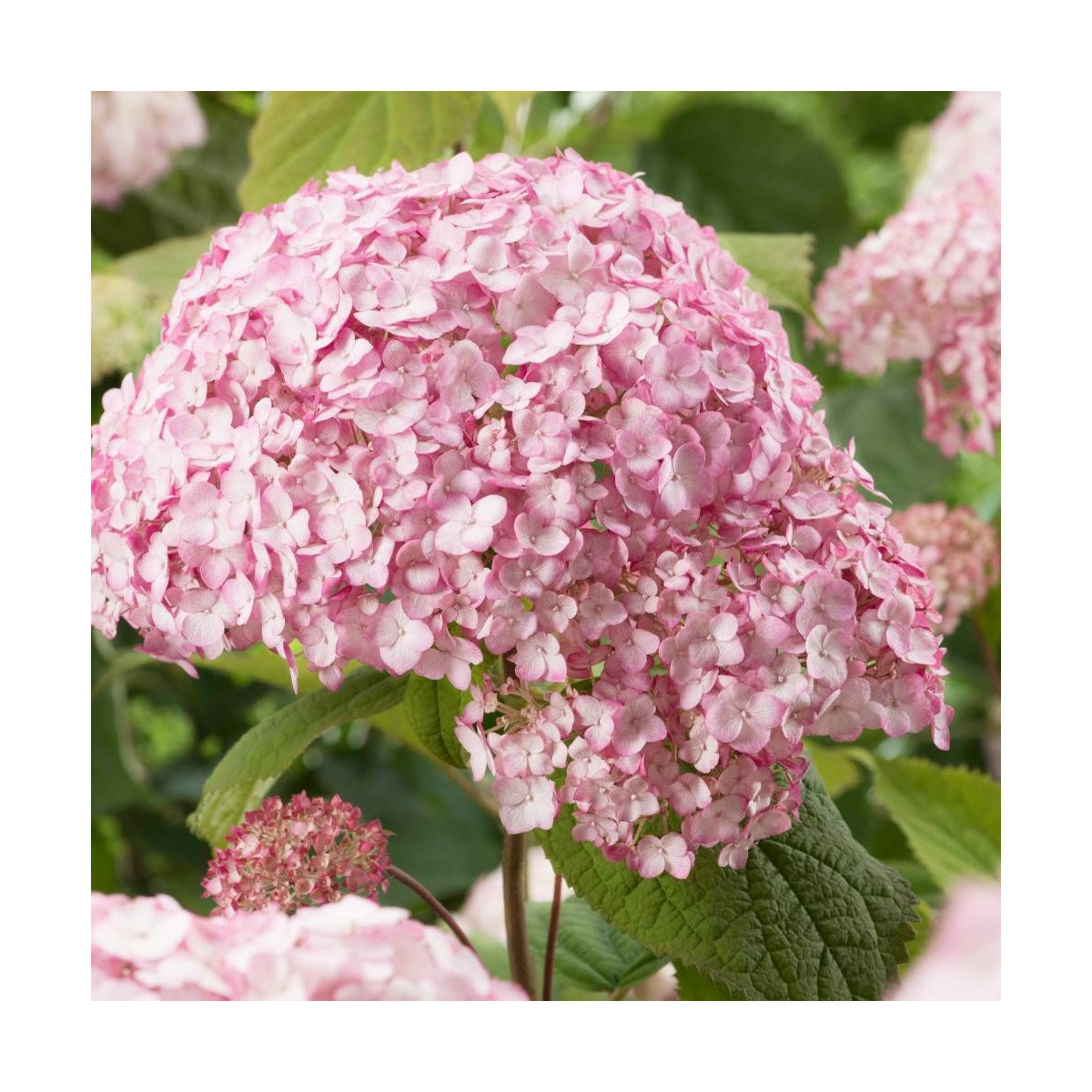 Hortensia de Virginie Candybelle® Bubblegum 'GRHYAR1407', Hortensia arborescens
