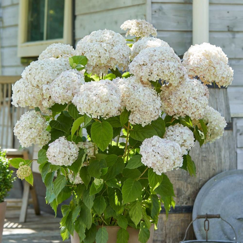 Hortensia de Virginie Candybelle® Marshmallow 'GRHYAR1406', Hortensia arborescens