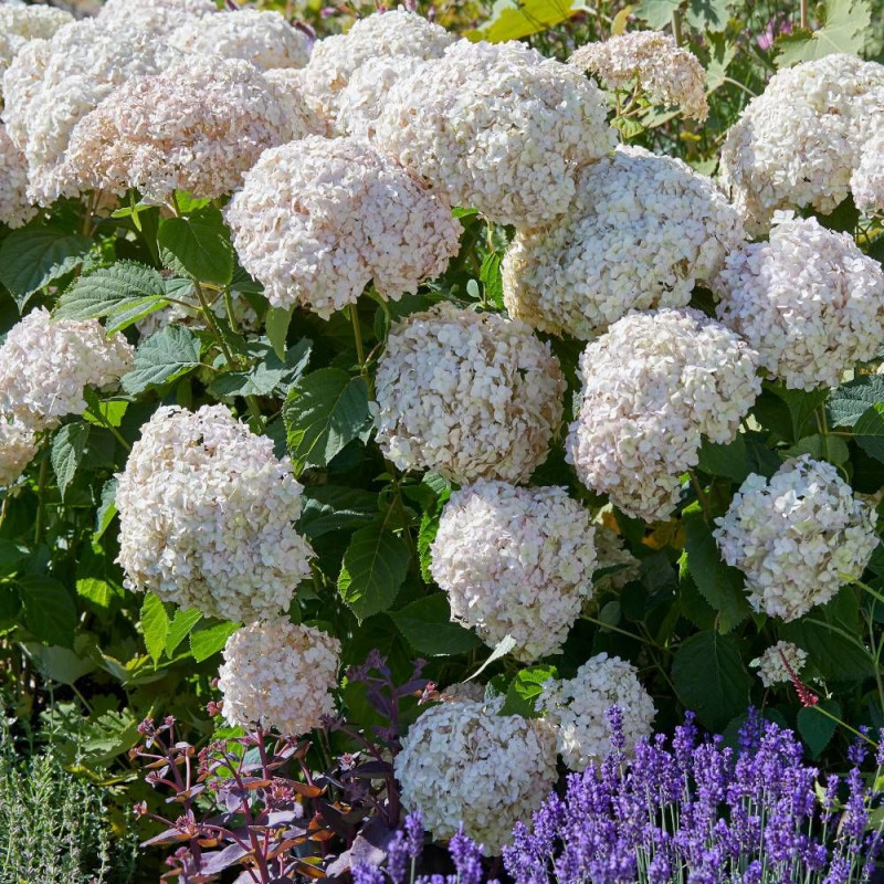 Hortensia de Virginie Candybelle® Marshmallow 'GRHYAR1406', Hortensia arborescens
