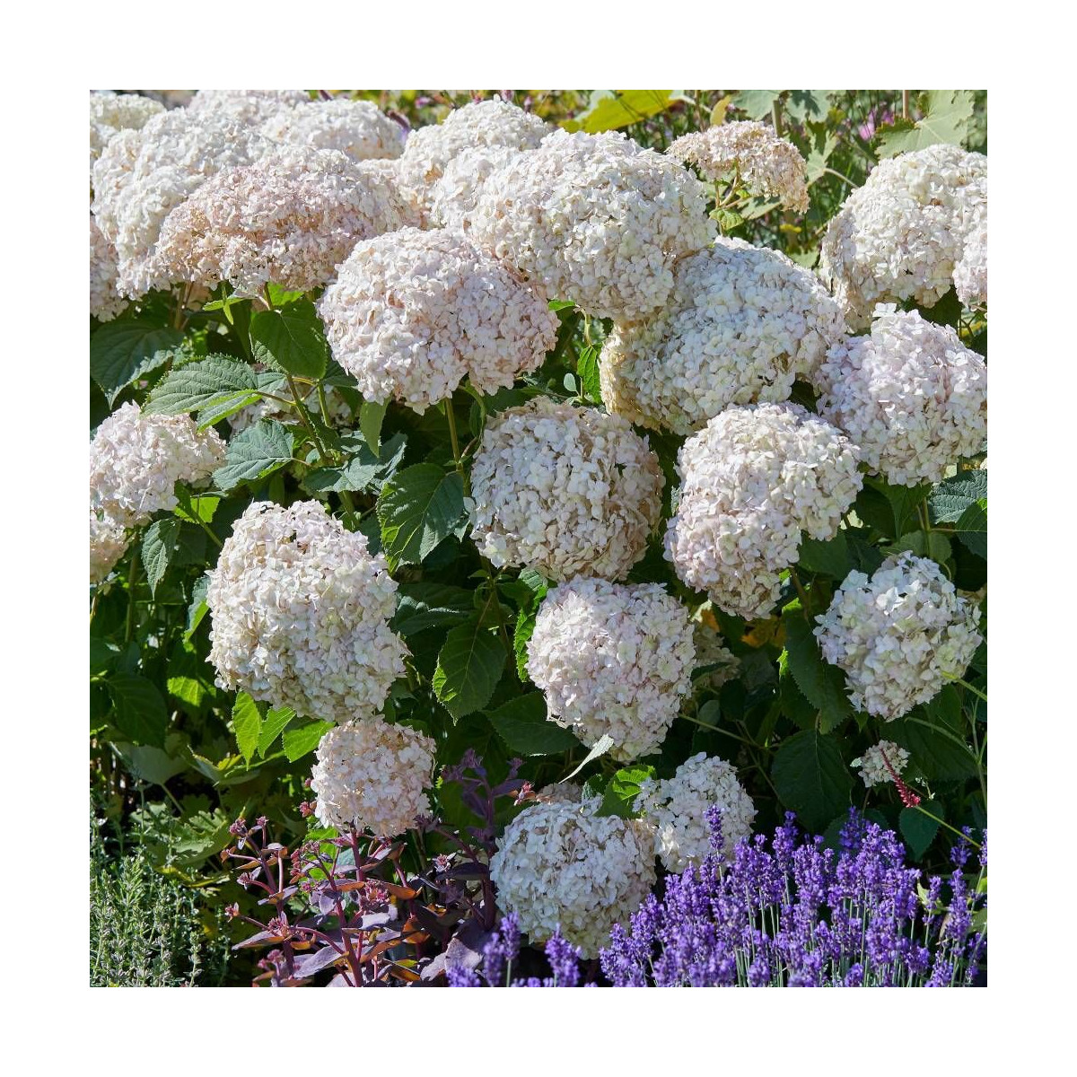 Hortensia de Virginie Candybelle® Marshmallow 'GRHYAR1406', Hortensia arborescens