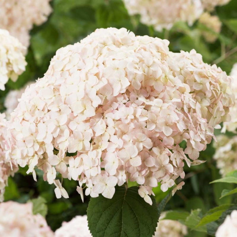 Hortensia de Virginie Candybelle® Marshmallow 'GRHYAR1406', Hortensia arborescens