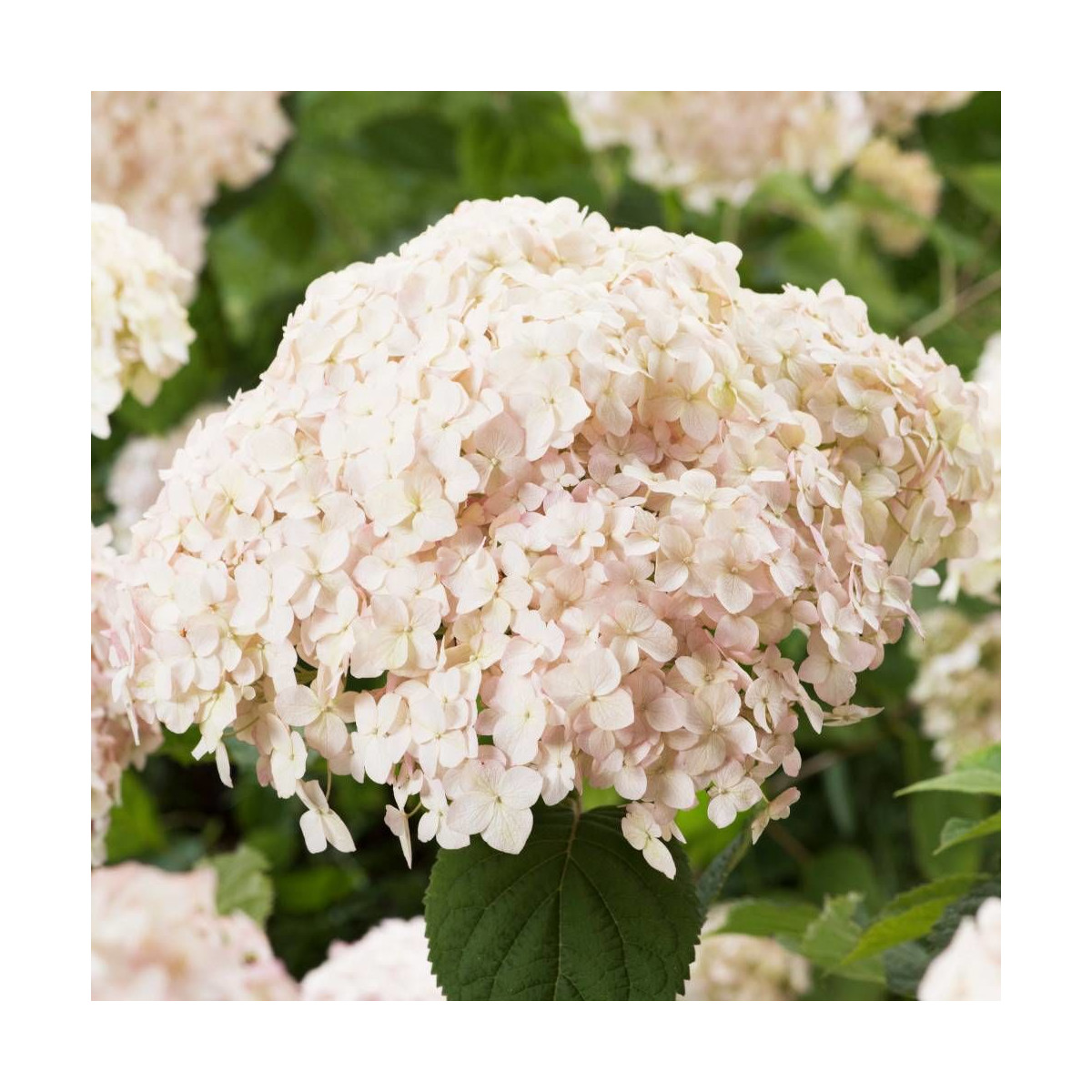 Hortensia de Virginie Candybelle® Marshmallow 'GRHYAR1406', Hortensia arborescens