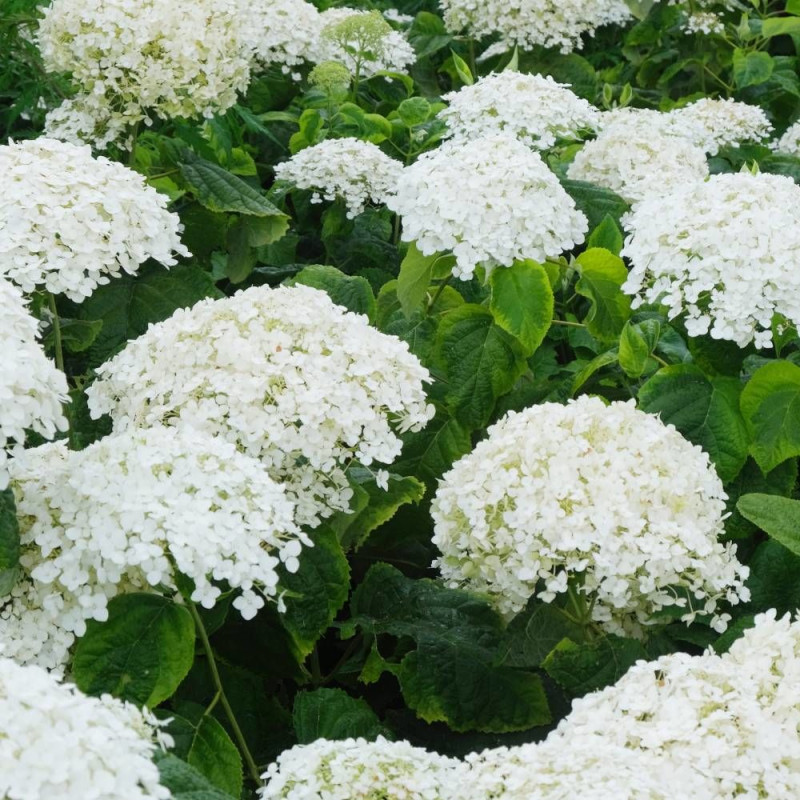 Hortensia de Virginie Golden Annabelle, Hortensia arborescens