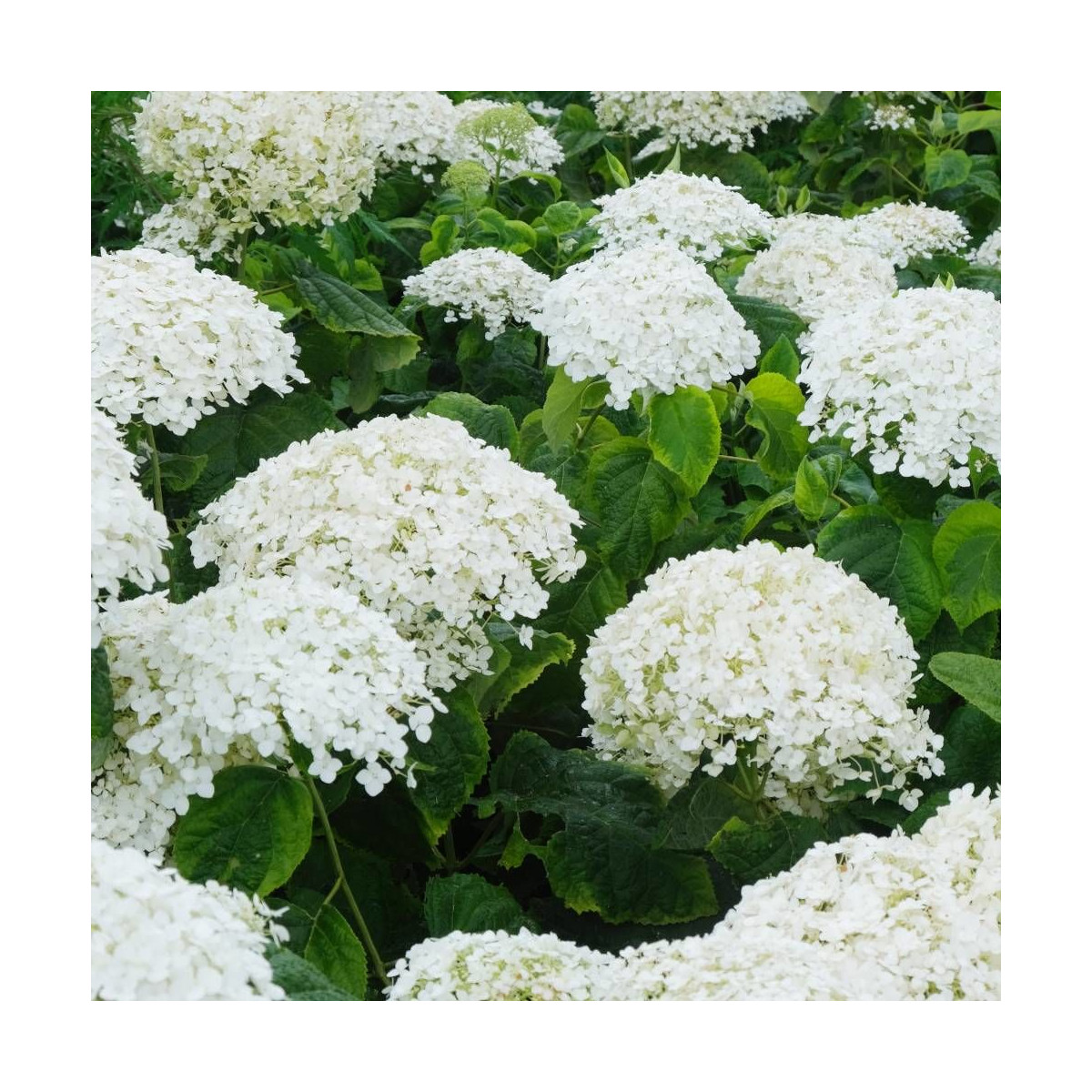 Hortensia de Virginie Golden Annabelle, Hortensia arborescens