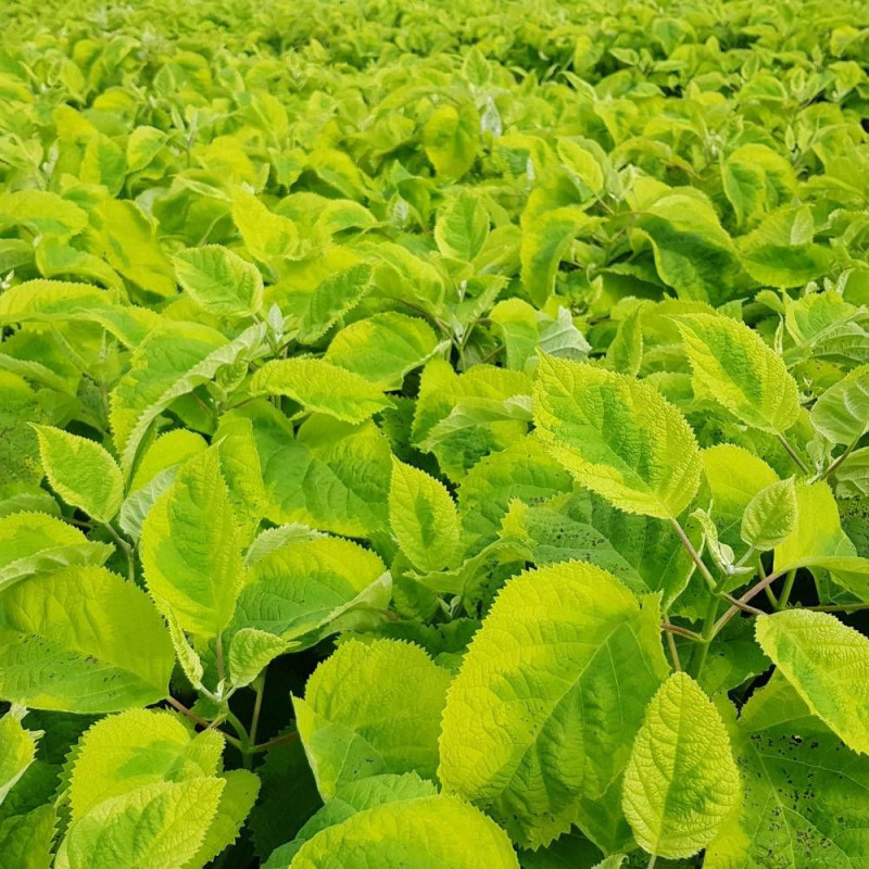 Hortensia de Virginie Golden Annabelle, Hortensia arborescens