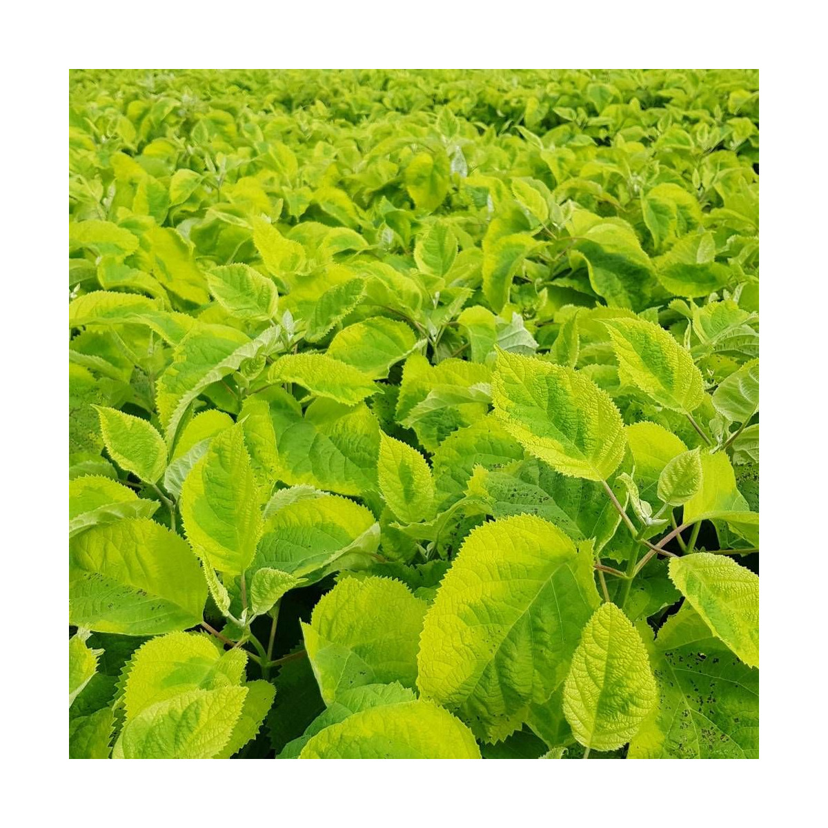 Hortensia de Virginie Golden Annabelle, Hortensia arborescens