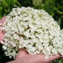 Hortensia de Virginie Golden Annabelle