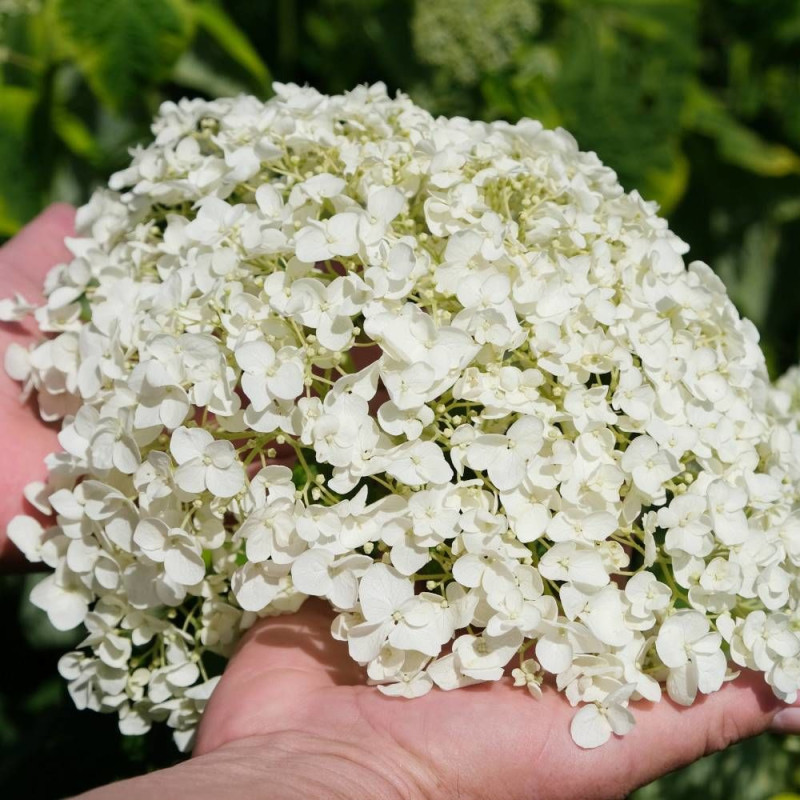 Hortensia de Virginie Golden Annabelle, Hortensia arborescens
