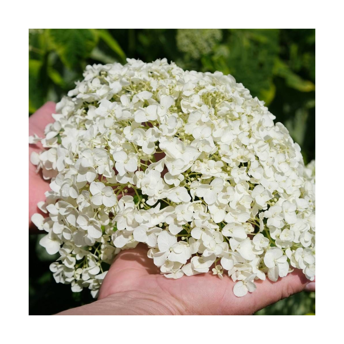 Hortensia de Virginie Golden Annabelle, Hortensia arborescens