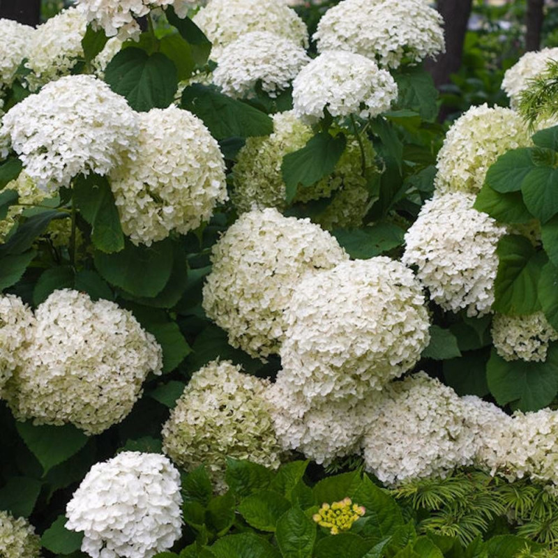 Hortensia de Virginie Incrediball® 'Abetwo'