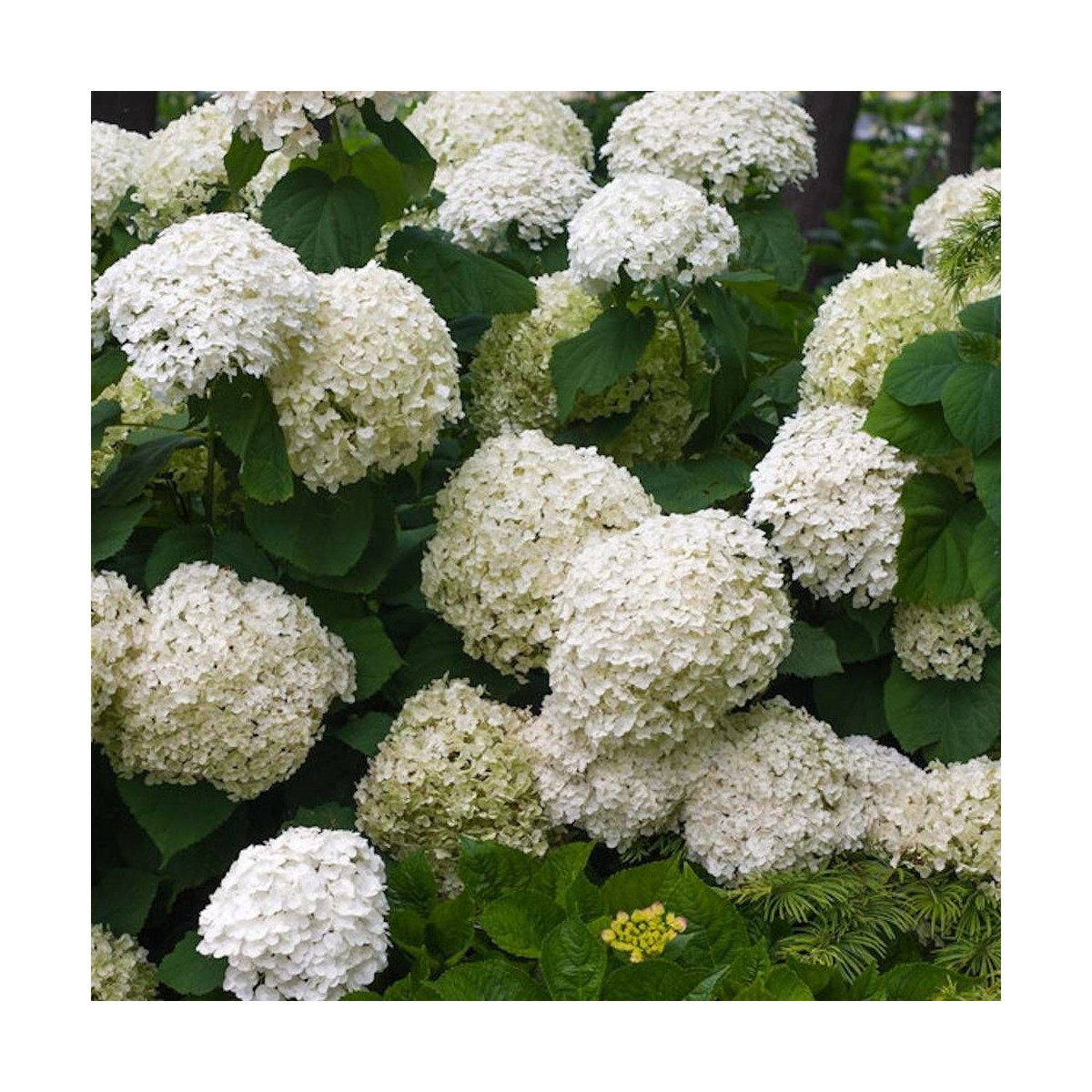 Hortensia de Virginie Incrediball® 'Abetwo'
