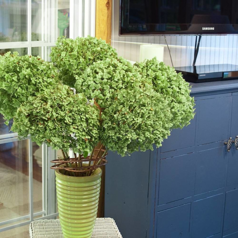 Hortensia de Virginie Incrediball® 'Abetwo'