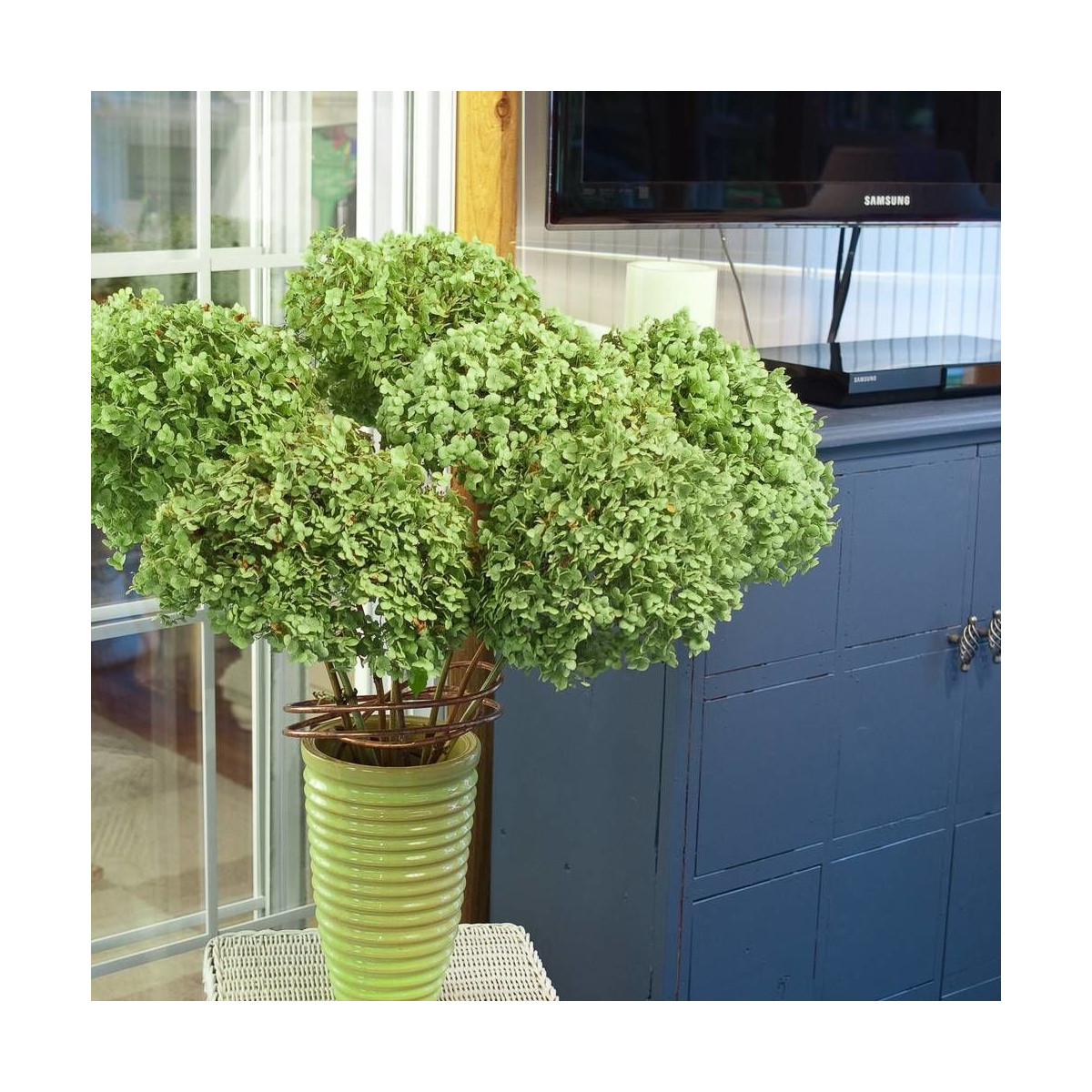 Hortensia de Virginie Incrediball® 'Abetwo'