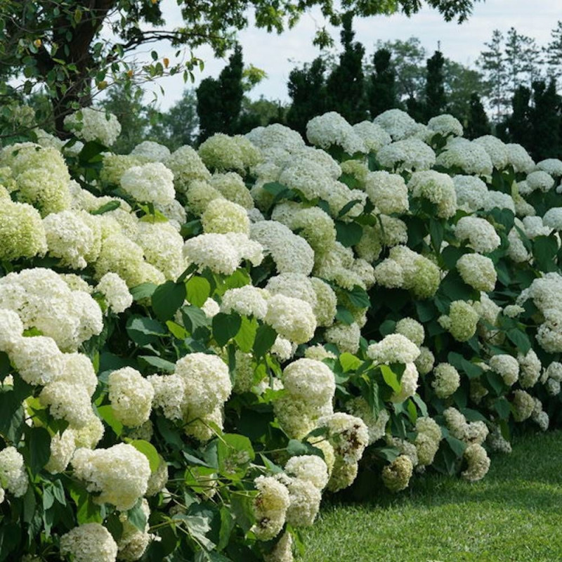 Hortensia de Virginie Incrediball® 'Abetwo'