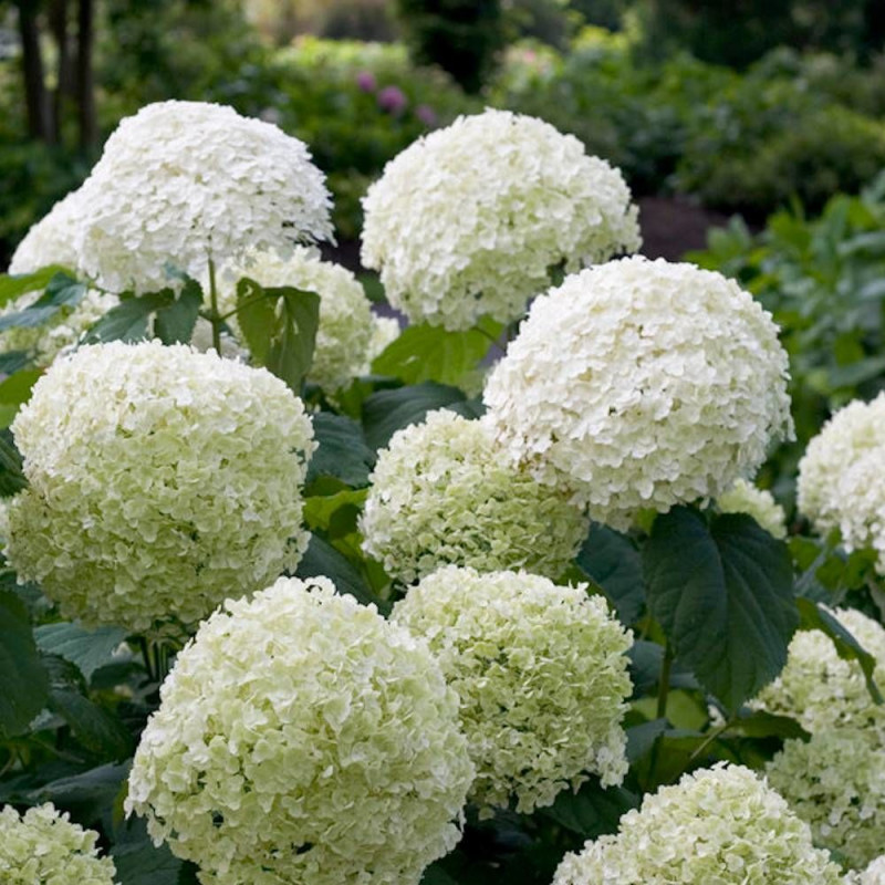 Hortensia de Virginie Incrediball® 'Abetwo'