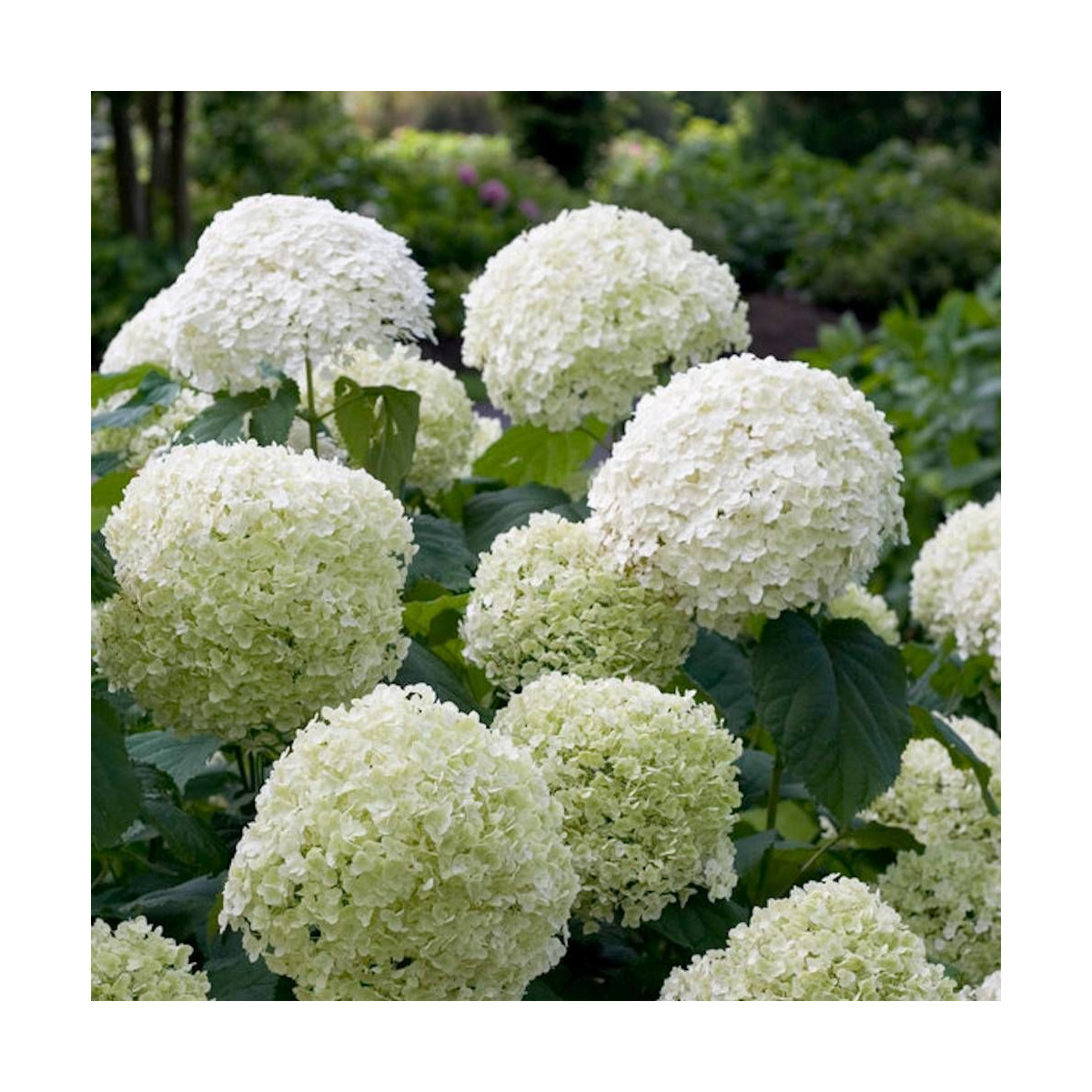 Hortensia de Virginie Incrediball® 'Abetwo'