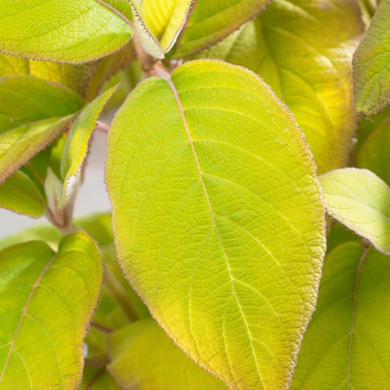 Hortensia arbustif Goldrush® 'Giel'