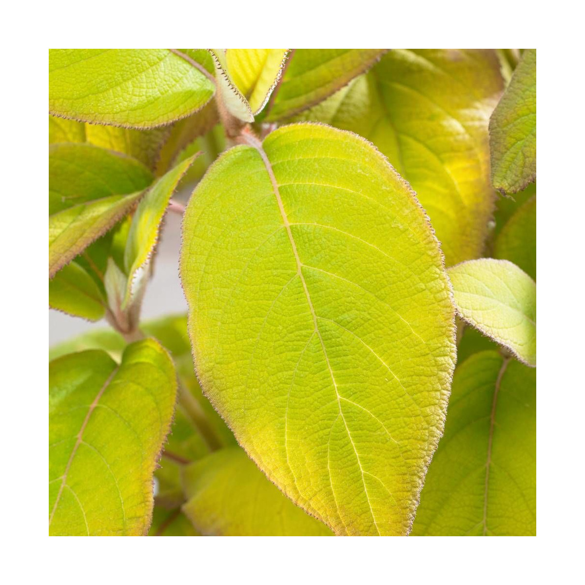 Hortensia arbustif Goldrush® 'Giel'