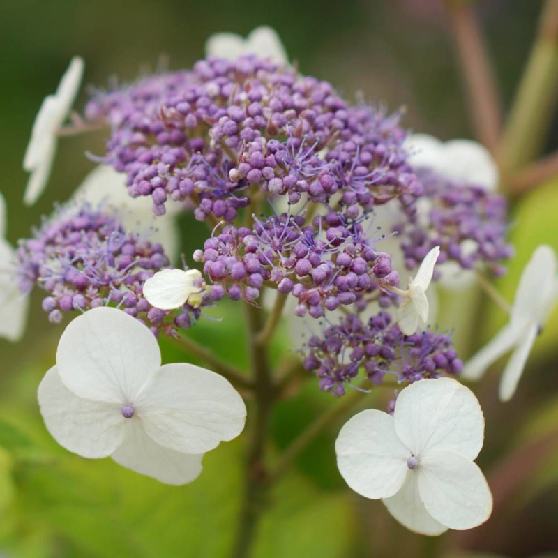 Hortensia arbustif Goldrush® 'Giel'