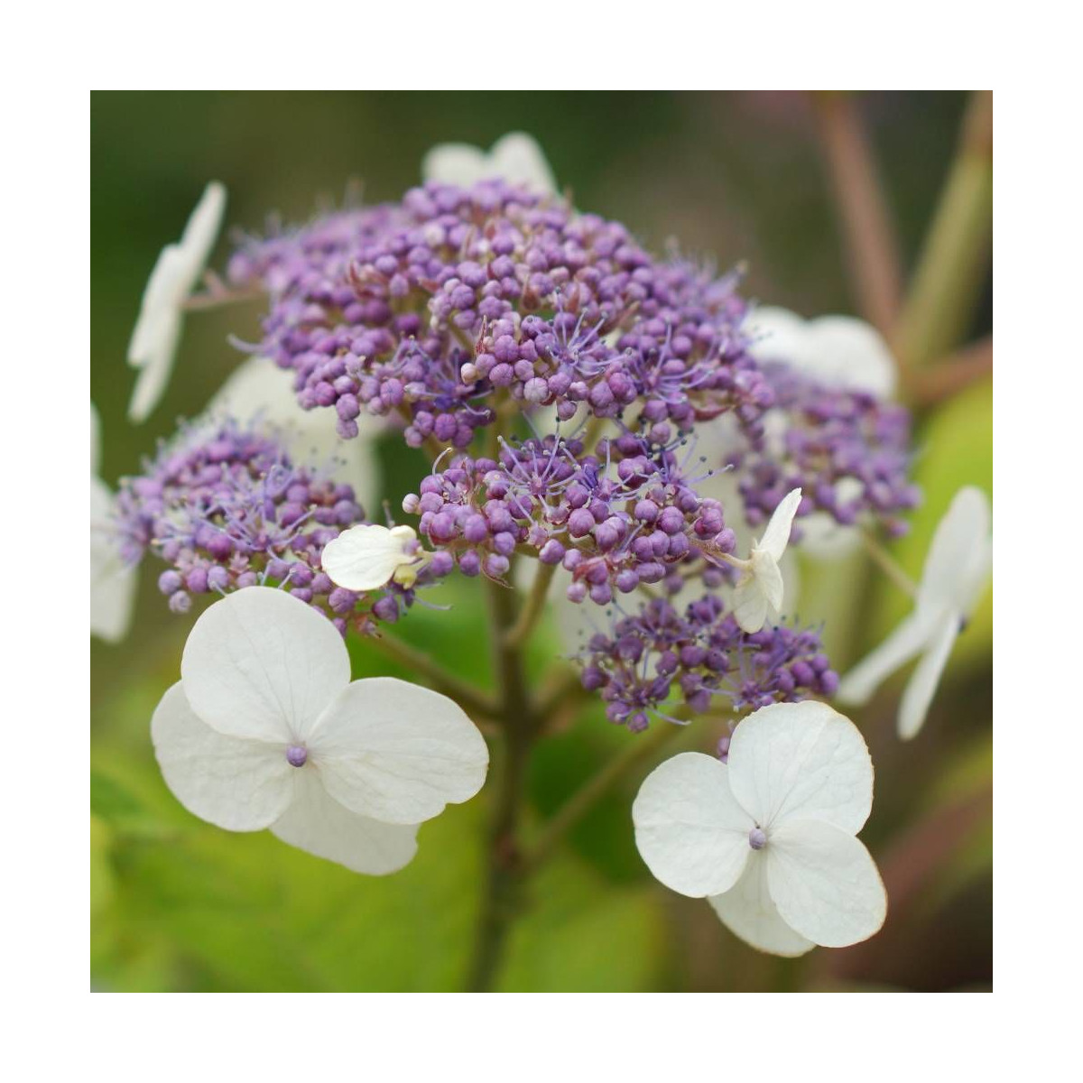 Hortensia arbustif Goldrush® 'Giel'