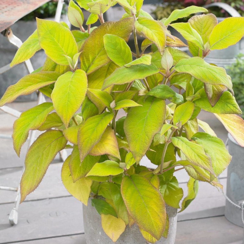 Hortensia arbustif Goldrush® 'Giel'