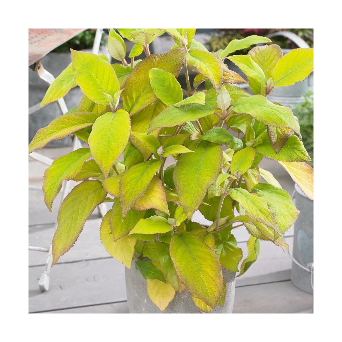 Hortensia arbustif Goldrush® 'Giel'