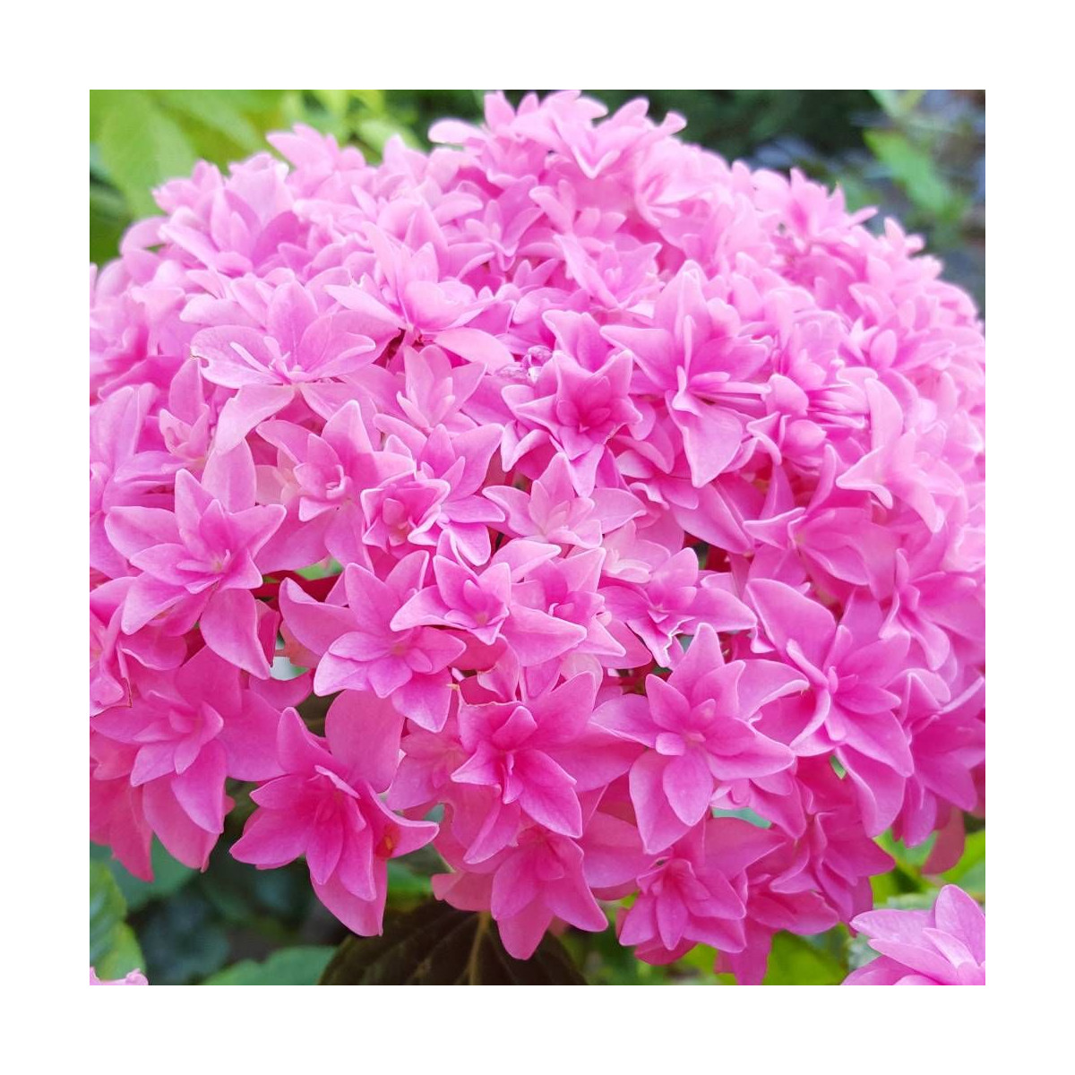 Hortensia YOU&ME® Perfection 'Perfrie', Hydrangea macrophylla Hortensia YOU&ME® Perfection 'Perfrie', Hydrangea macrophylla