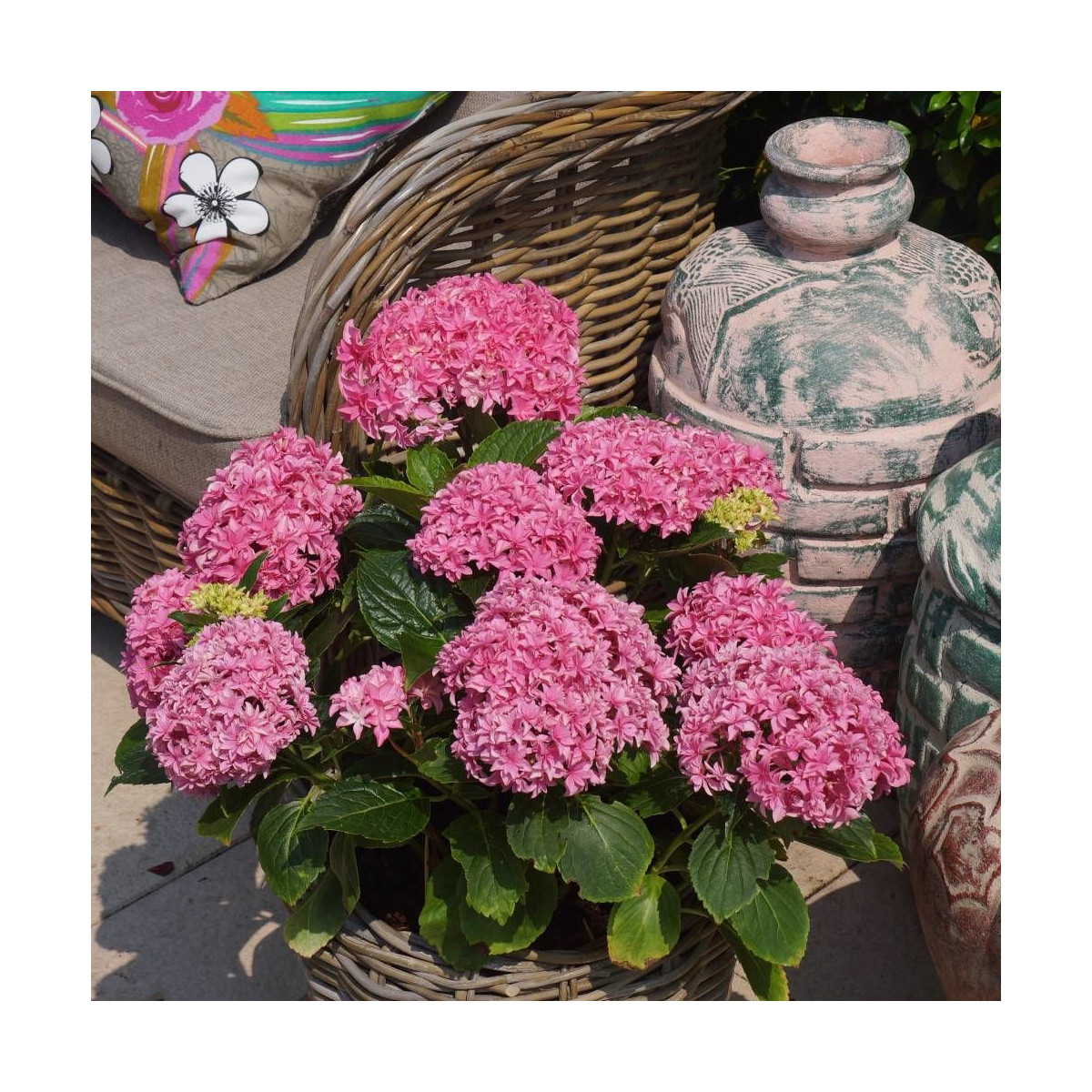 Hortensia YOU&ME® Perfection 'Perfrie', Hydrangea macrophylla Hortensia YOU&ME® Perfection 'Perfrie', Hydrangea macrophylla