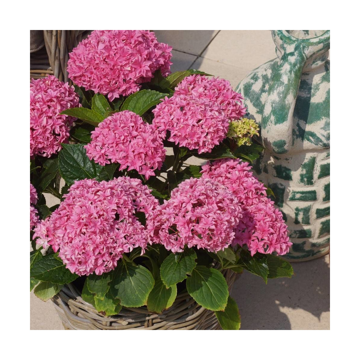 Hortensia YOU&ME® Perfection 'Perfrie', Hydrangea macrophylla Hortensia YOU&ME® Perfection 'Perfrie', Hydrangea macrophylla