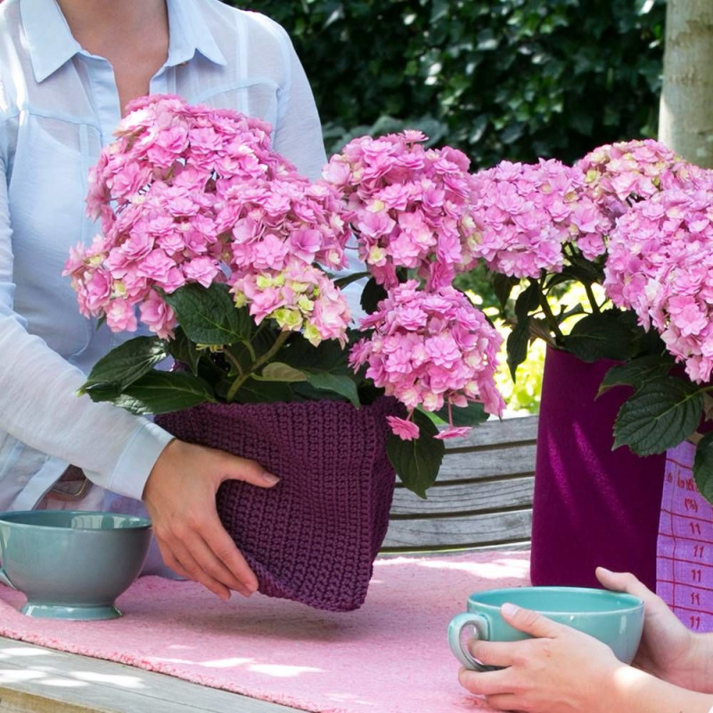 Hortensia YOU&ME® Together 'Youmefive', Hydrangea macrophylla