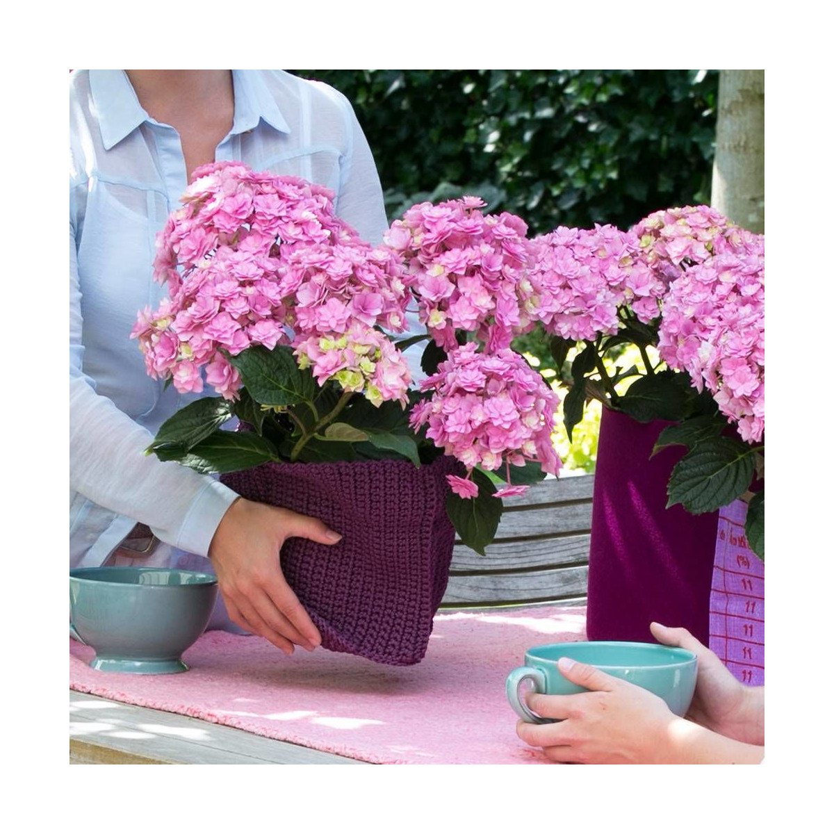 Hortensia YOU&ME® Together 'Youmefive', Hydrangea macrophylla