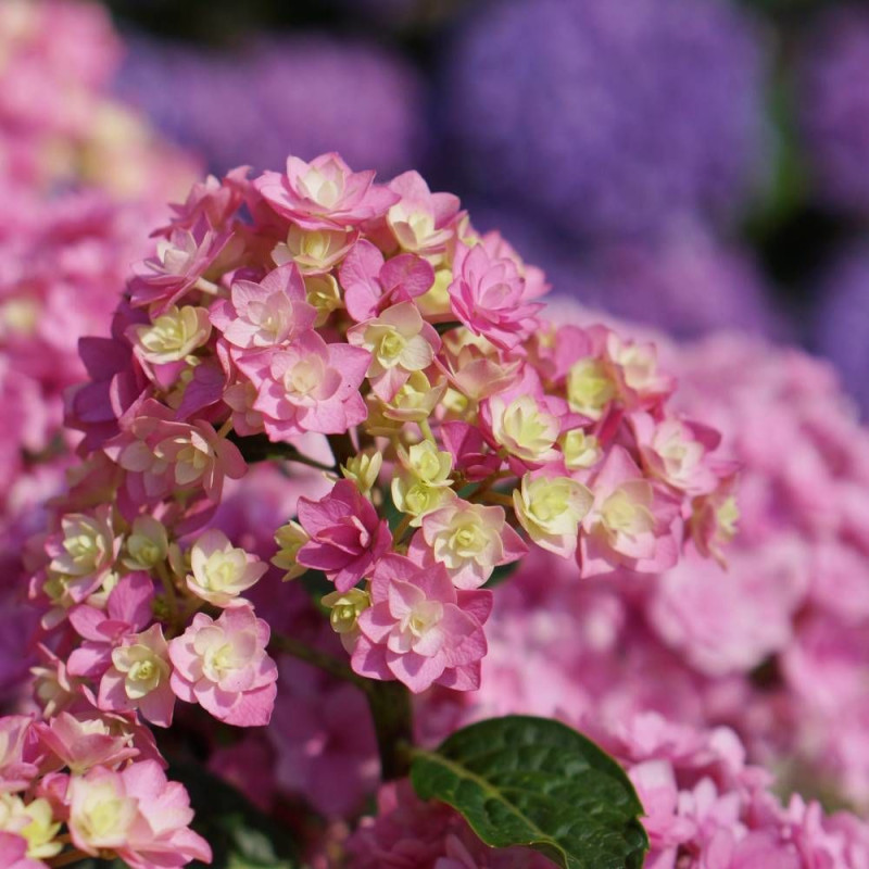 Hortensia YOU&ME® Together 'Youmefive', Hydrangea macrophylla