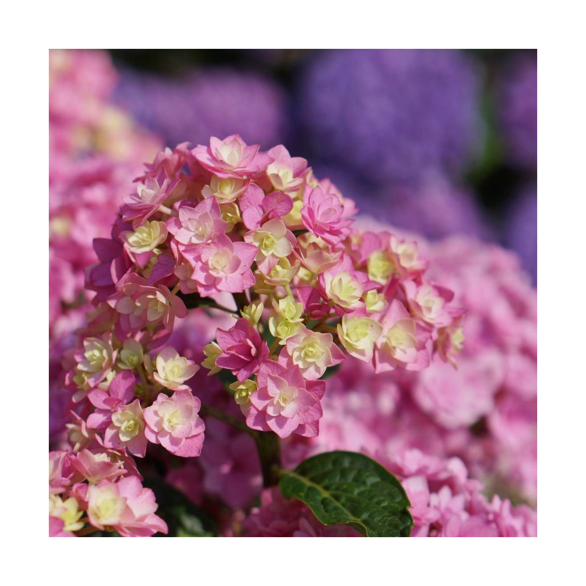 Hortensia YOU&ME® Together 'Youmefive', Hydrangea macrophylla