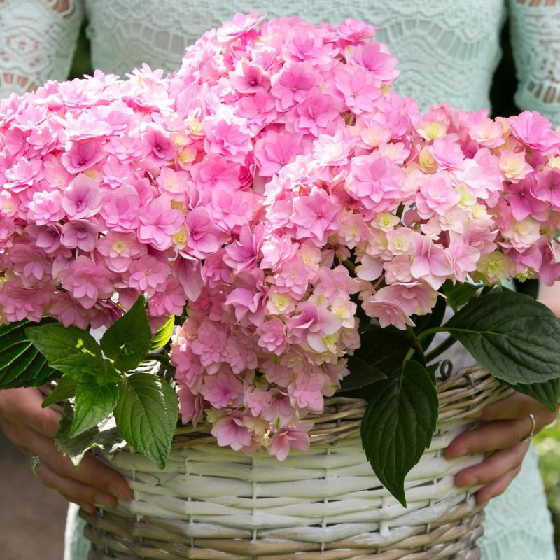 Hortensia YOU&ME® Together 'Youmefive', Hydrangea macrophylla