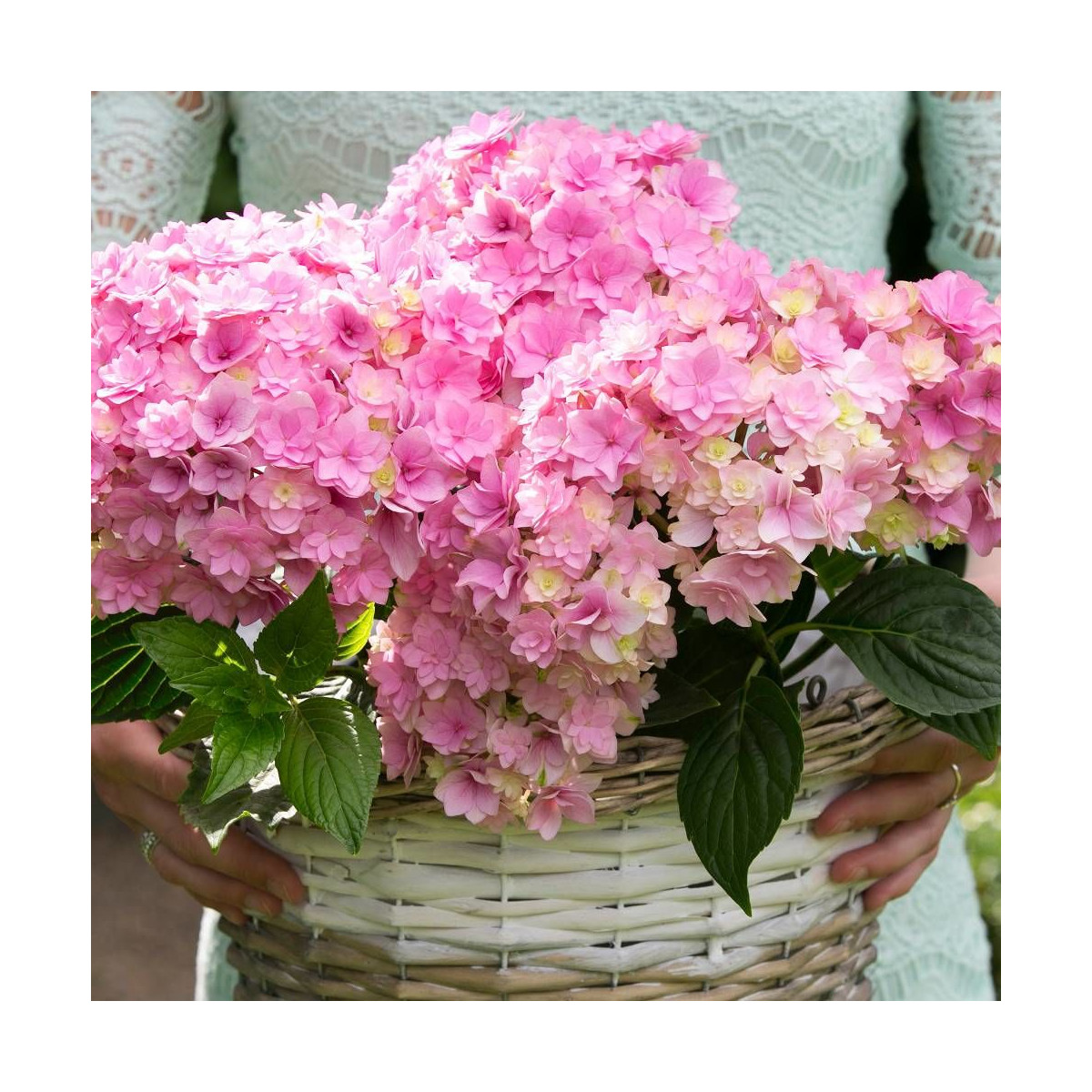 Hortensia YOU&ME® Together 'Youmefive', Hydrangea macrophylla