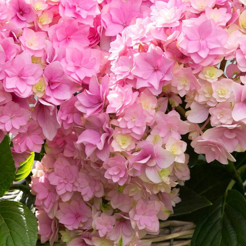 Hortensia YOU&ME® Together 'Youmefive', Hydrangea macrophylla