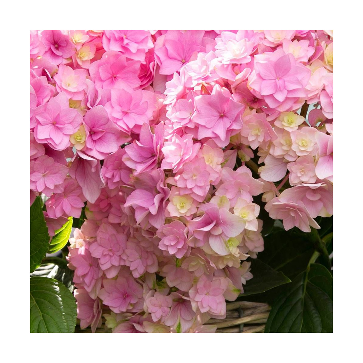 Hortensia YOU&ME® Together 'Youmefive', Hydrangea macrophylla