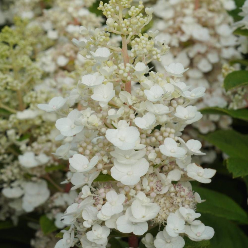 Hortensia paniculata Baby Lace® 'PIIHP1', Hydrangea paniculata