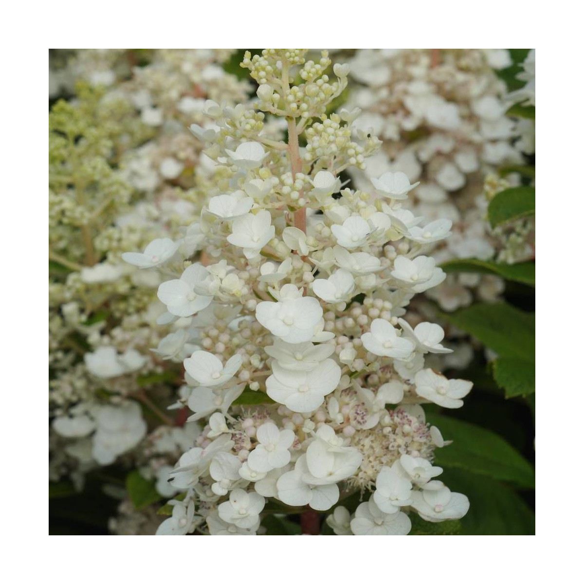 Hortensia paniculata Baby Lace® 'PIIHP1', Hydrangea paniculata