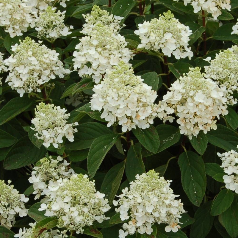 Hortensia paniculata Baby Lace® 'PIIHP1', Hydrangea paniculata