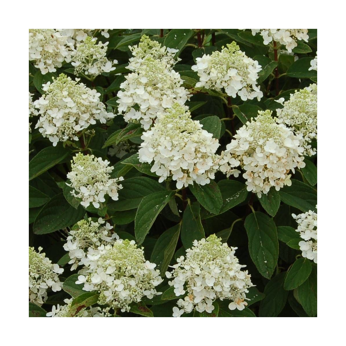 Hortensia paniculata Baby Lace® 'PIIHP1', Hydrangea paniculata