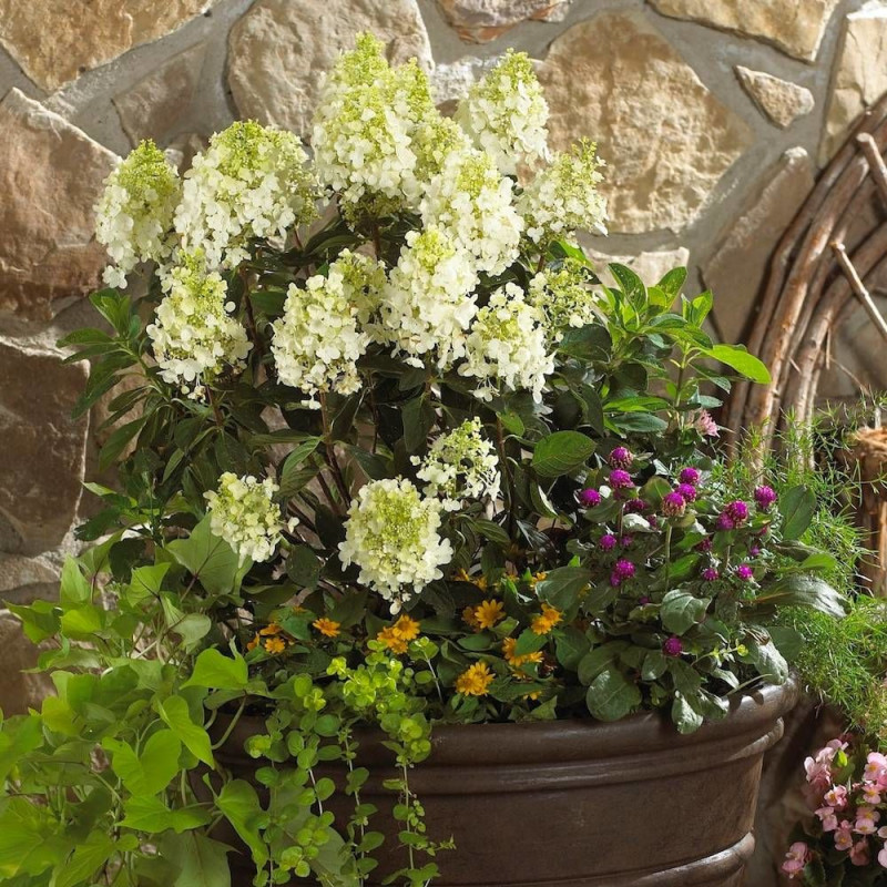 Hortensia paniculata Baby Lace® 'PIIHP1', Hydrangea paniculata