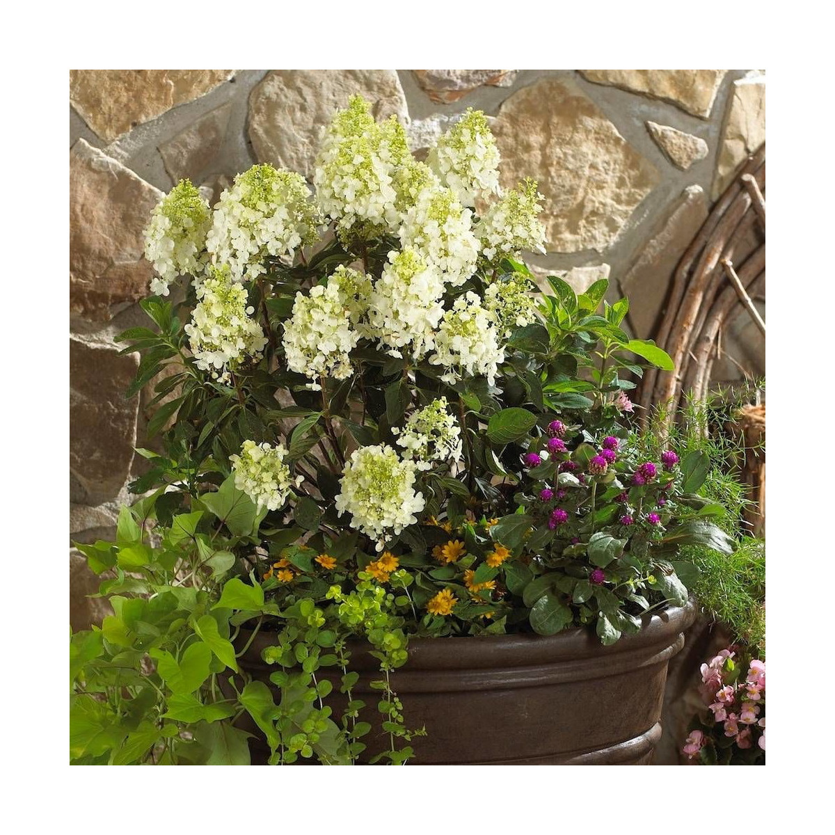 Hortensia paniculata Baby Lace® 'PIIHP1', Hydrangea paniculata