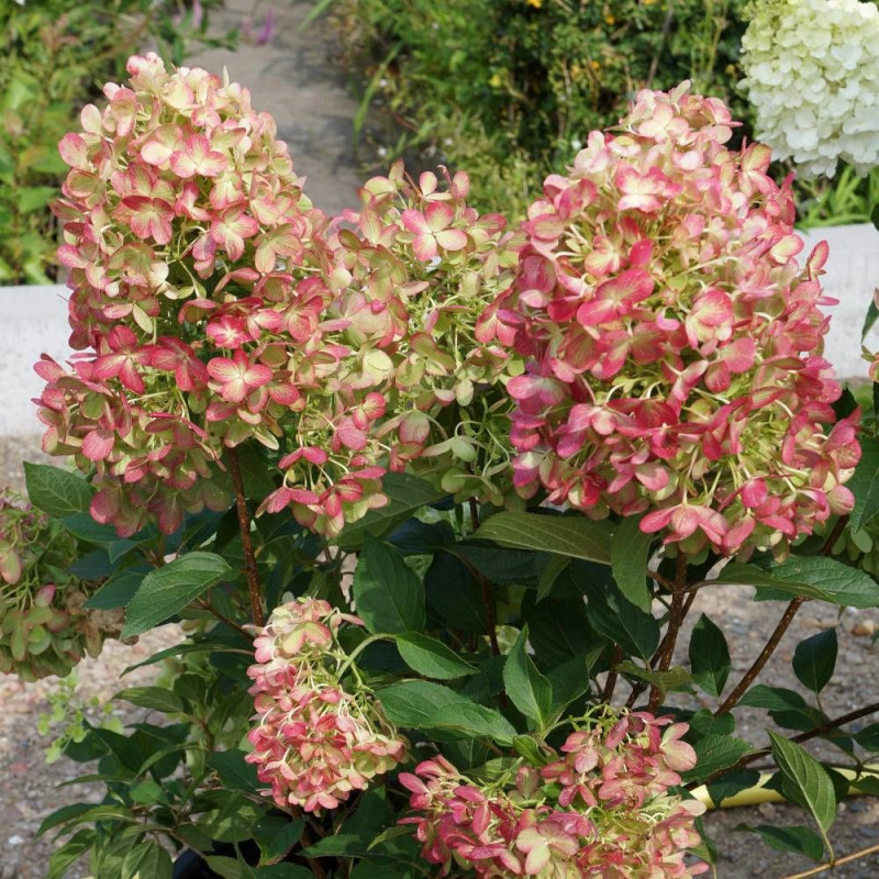 Hortensia paniculata Graffiti® 'Rou201406', Hydrangea paniculata