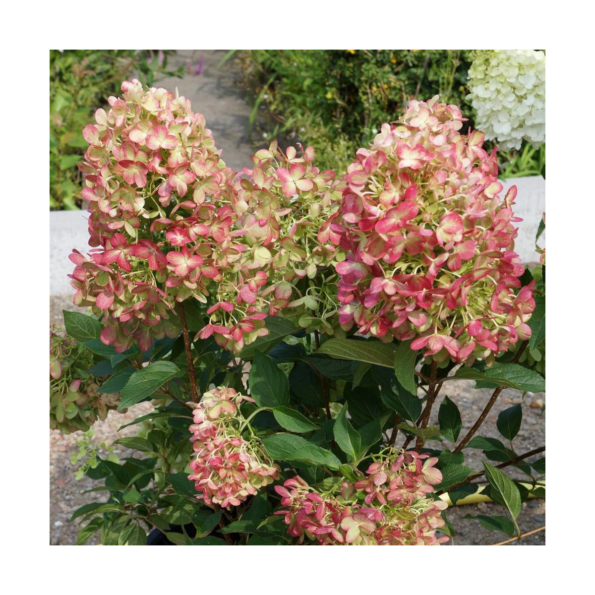Hortensia paniculata Graffiti® 'Rou201406', Hydrangea paniculata