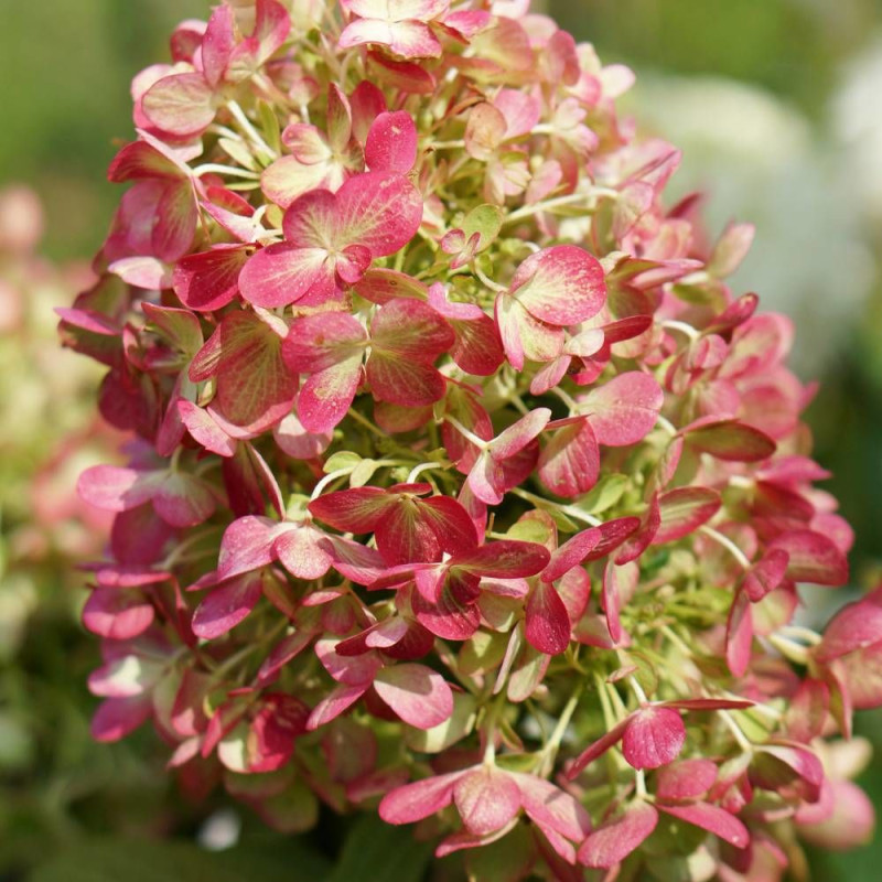 Hortensia paniculata Graffiti® 'Rou201406', Hydrangea paniculata